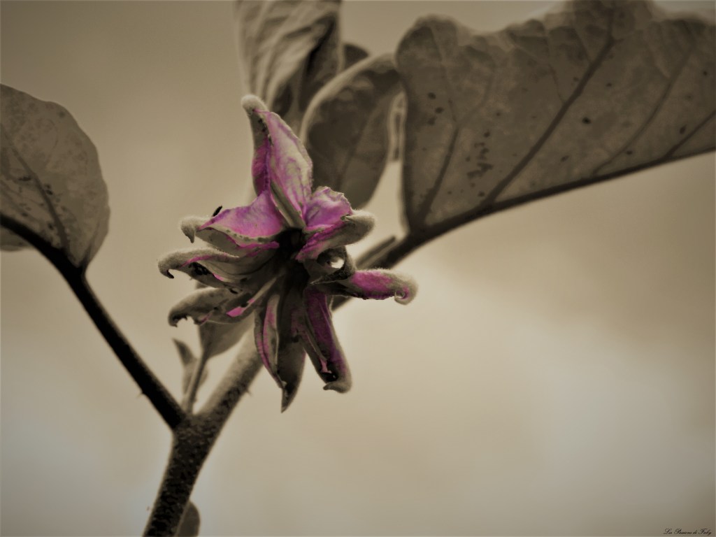 les-passions-de-faby.com