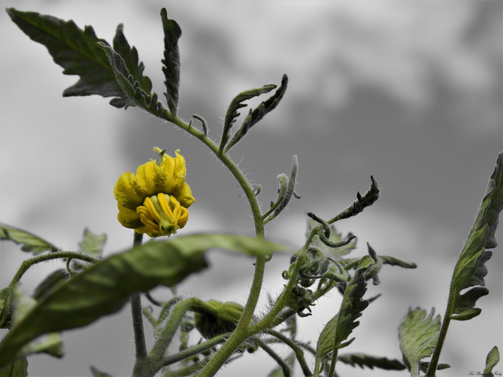 les-passions-de-faby.com