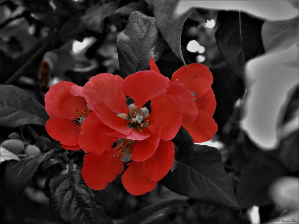 les-passions-de-faby.com