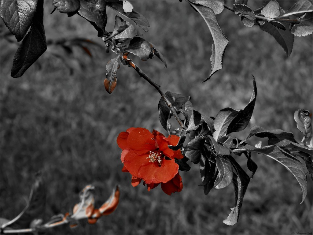 les-passions-de-faby.com