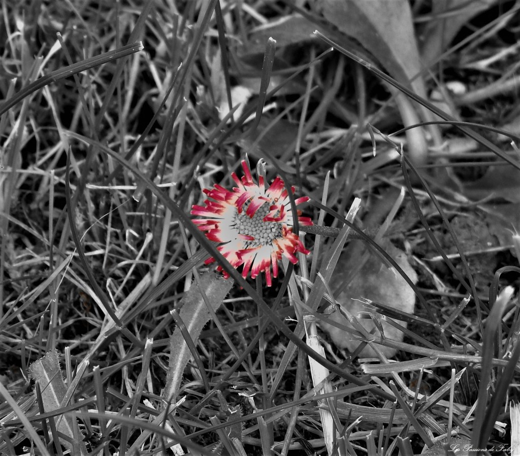 les-passions-de-faby.com