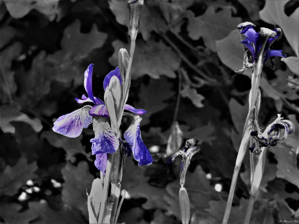 les-passions-de-faby.com