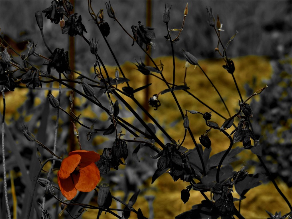 les-passions-de-faby.com