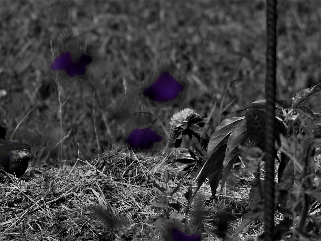 les-passions-de-faby.com