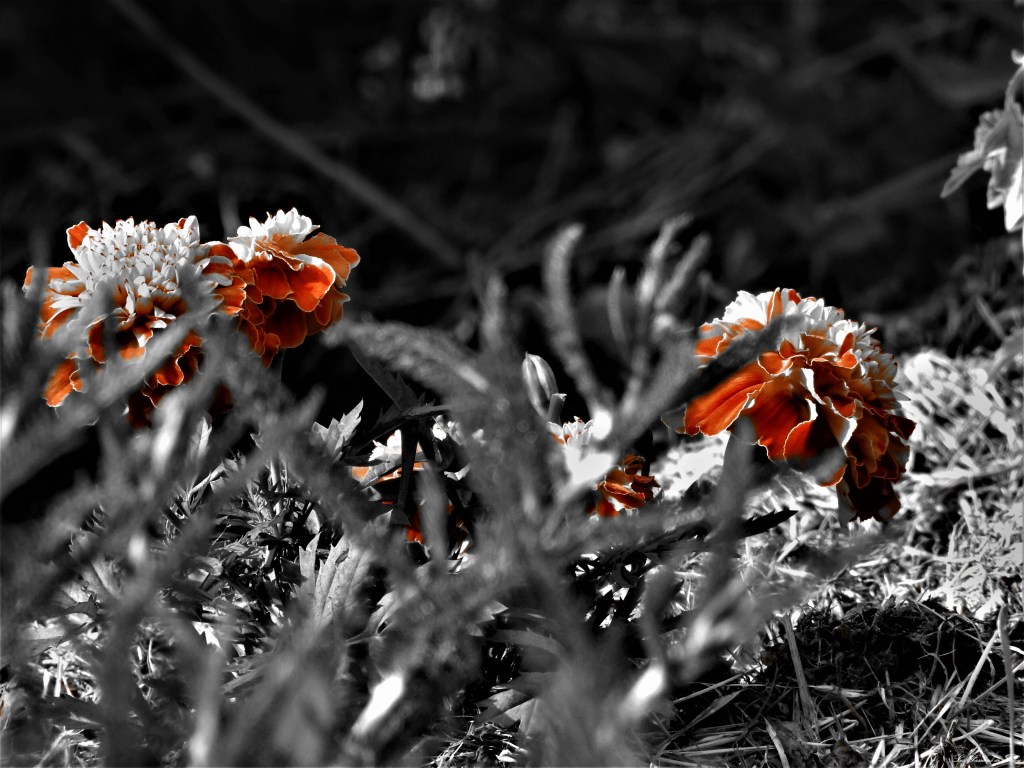 les-passions-de-faby.com