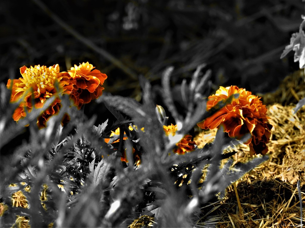 les-passions-de-faby.com