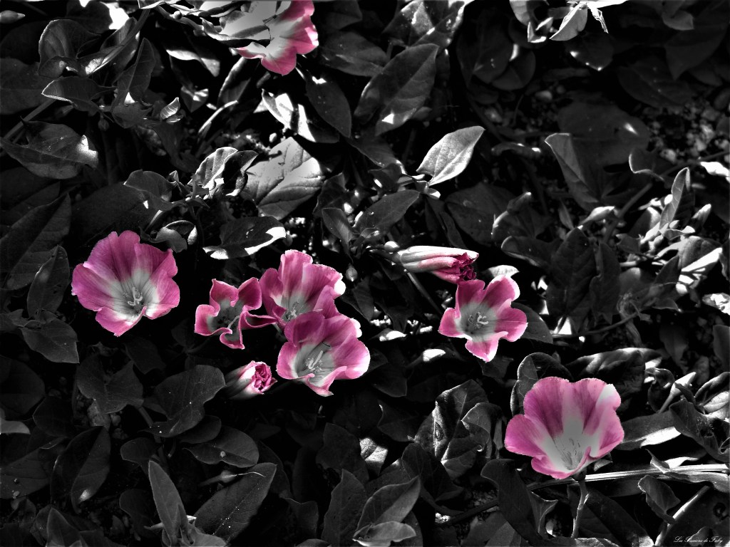 les-passions-de-faby.com