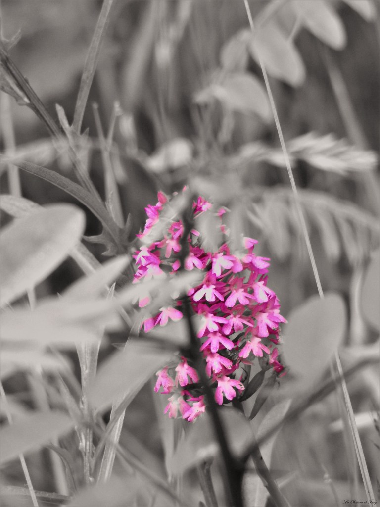 les-passions-de-faby.com