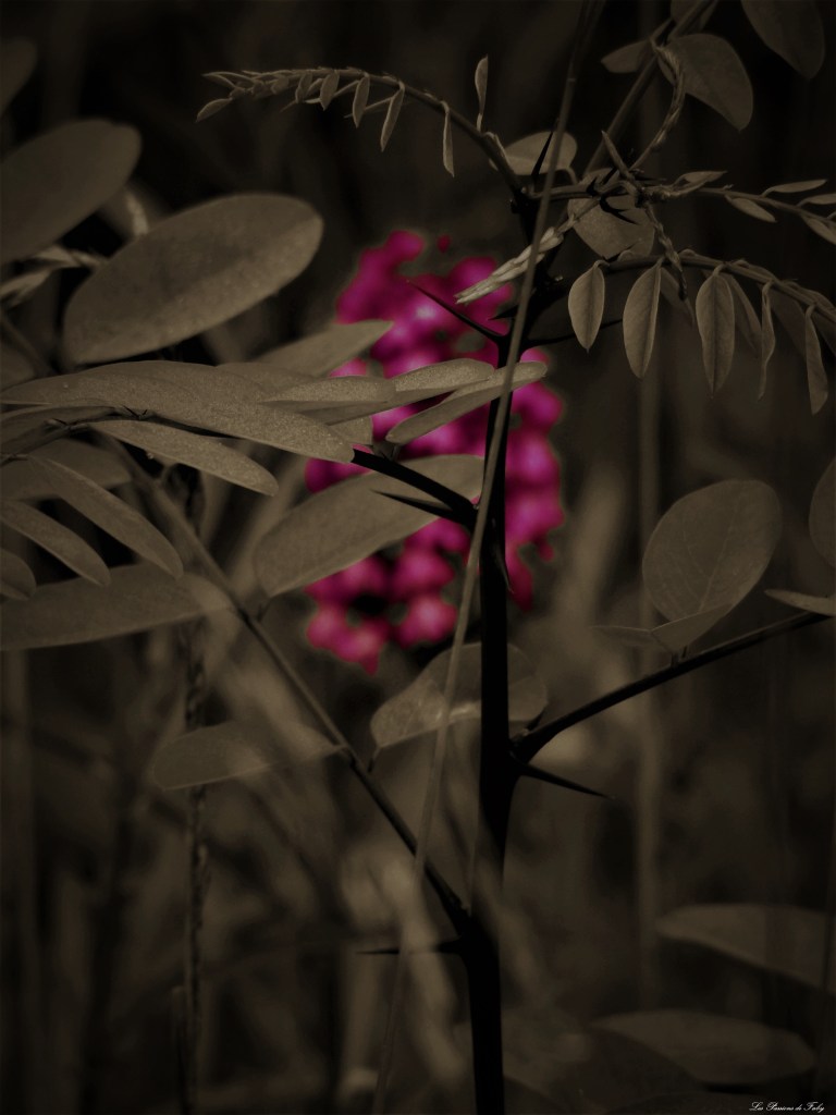 les-passions-de-faby.com