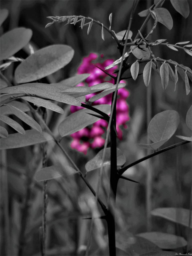 les-passions-de-faby.com