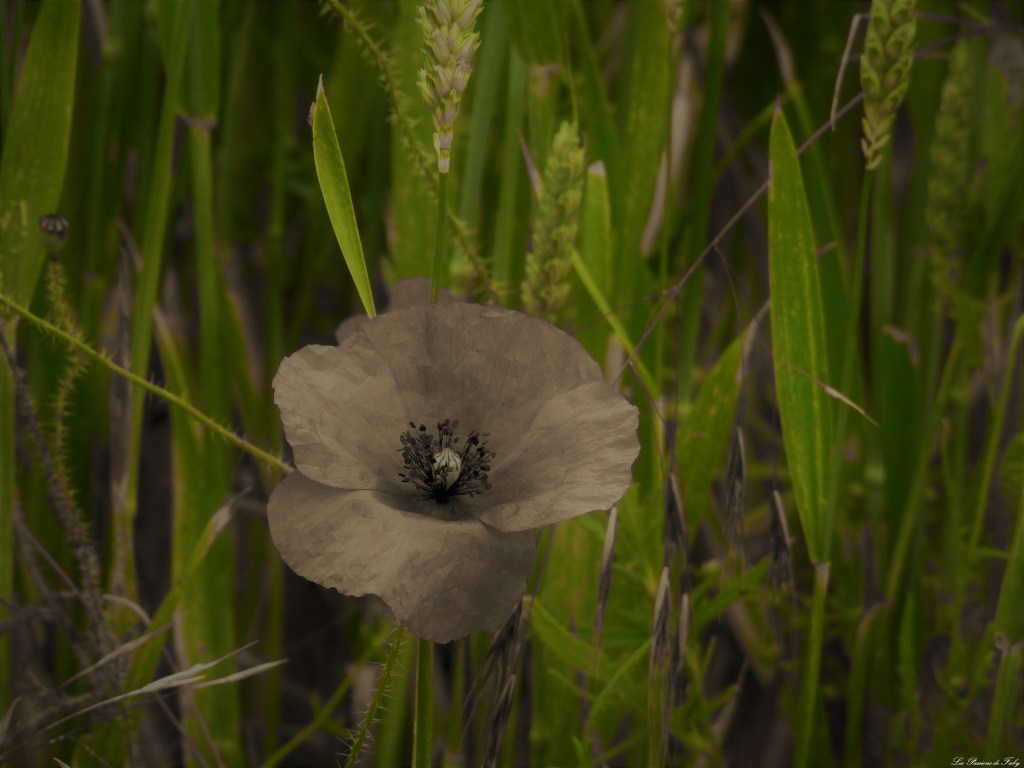 les-passions-de-faby.com