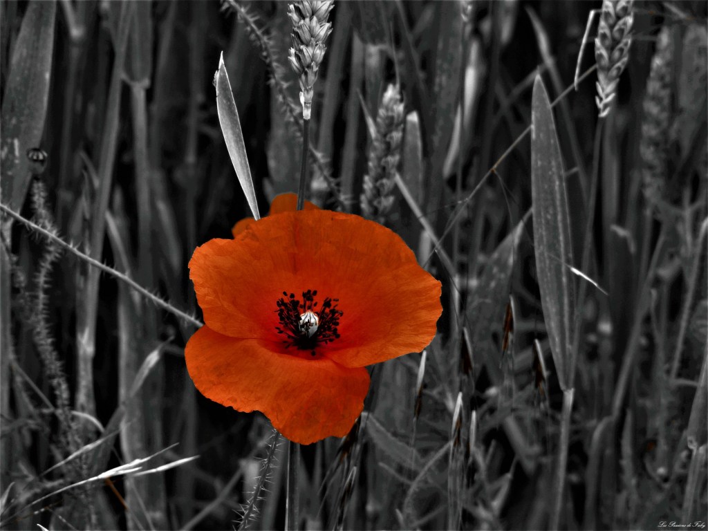 les-passions-de-faby.com