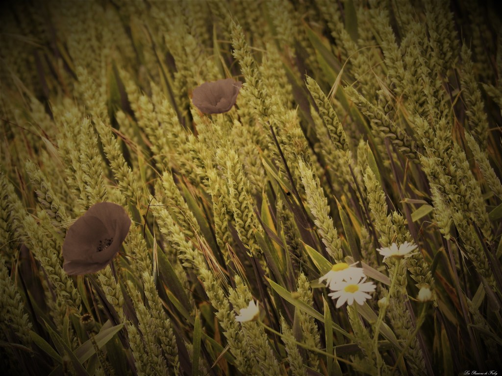 les-passions-de-faby.com