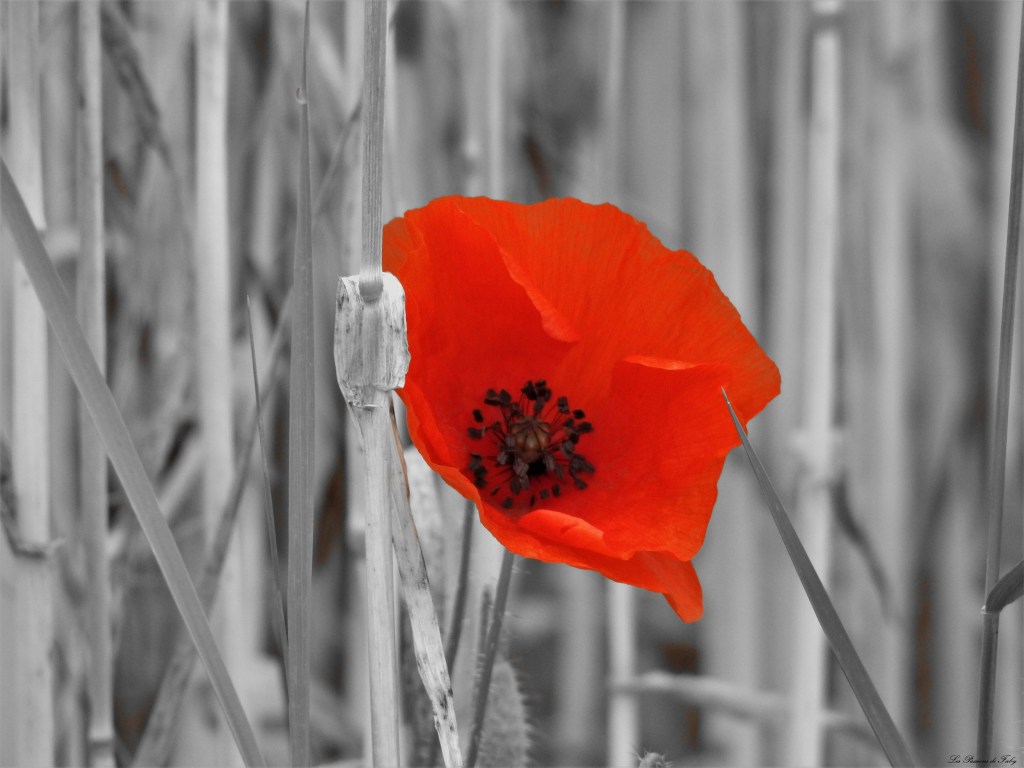 les-passions-de-faby.com