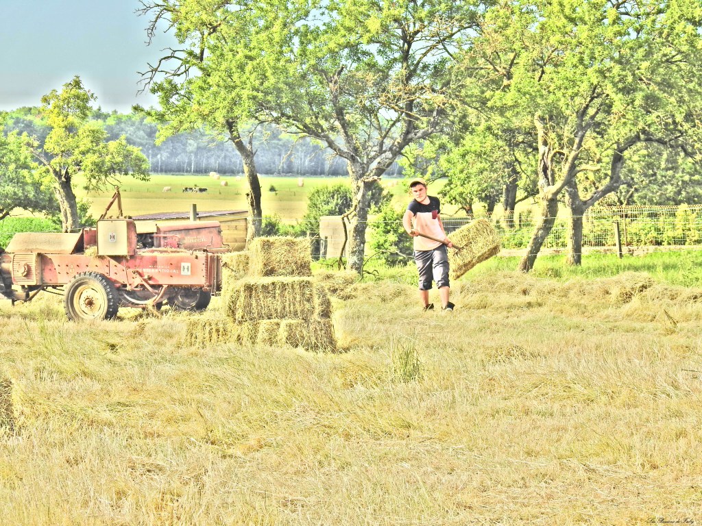 Fenaison d'Antan II
les-passions-de-faby.com