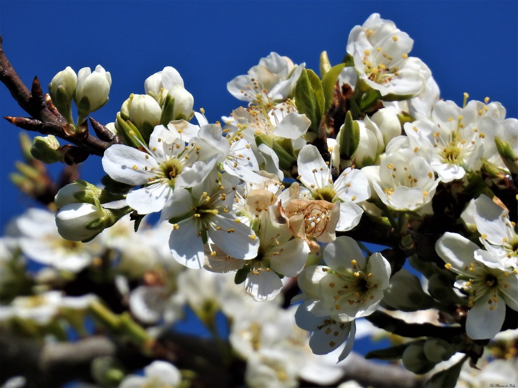 Confinée mais Photographe