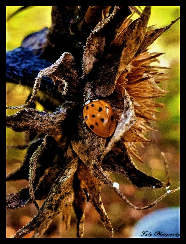 Soleil Artificiel d&rsquo;Octobre&nbsp;🌻